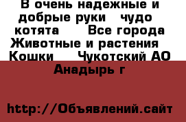 В очень надежные и добрые руки - чудо - котята!!! - Все города Животные и растения » Кошки   . Чукотский АО,Анадырь г.